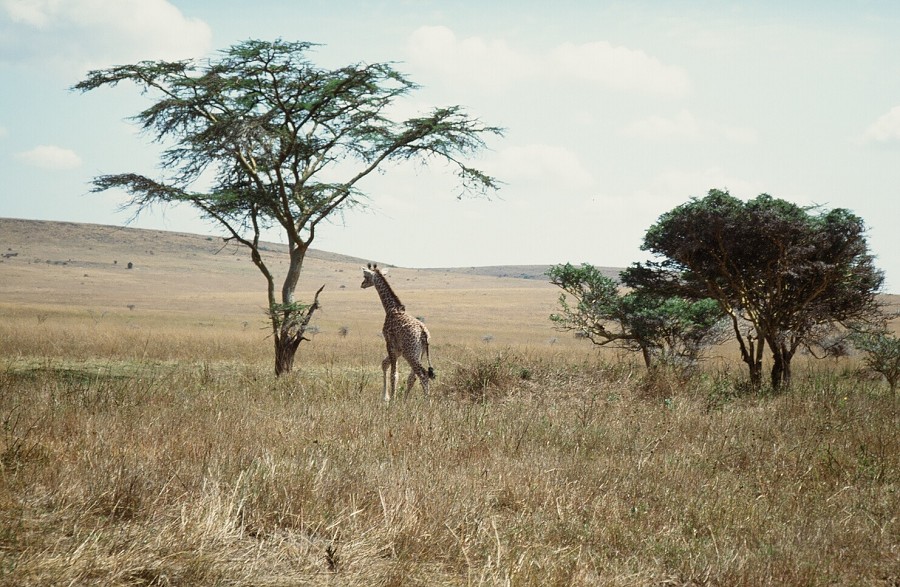 Cabinda(Angola)-Congo-Kenya_128