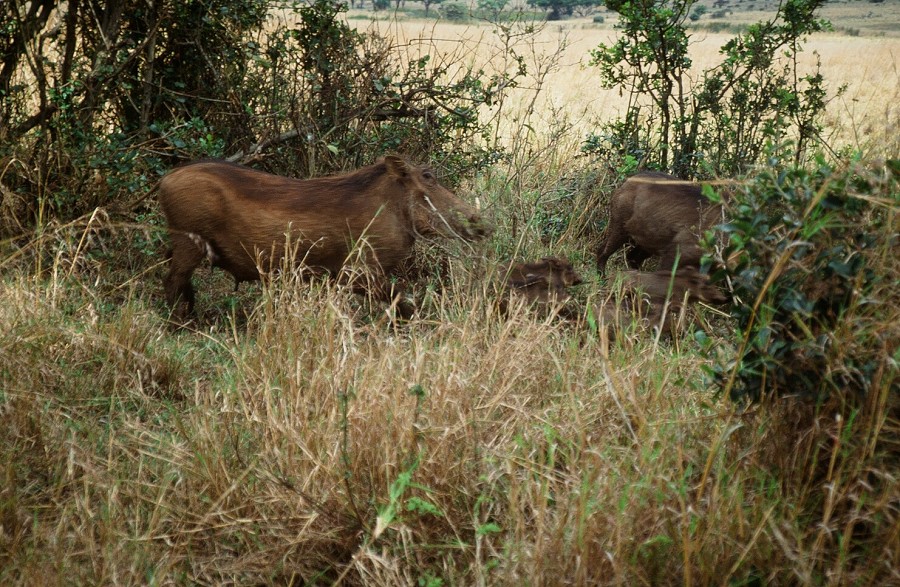 Cabinda(Angola)-Congo-Kenya_131