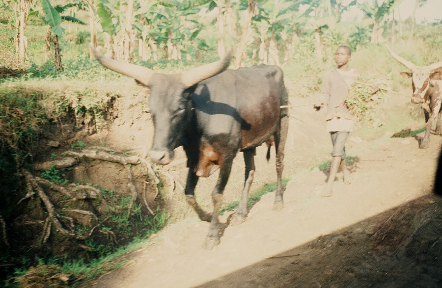 Tanzania-Ruanda-Tanzania_166