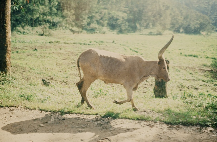 Tanzania-Ruanda-Tanzania_167