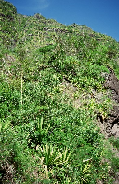 LaReunion_035