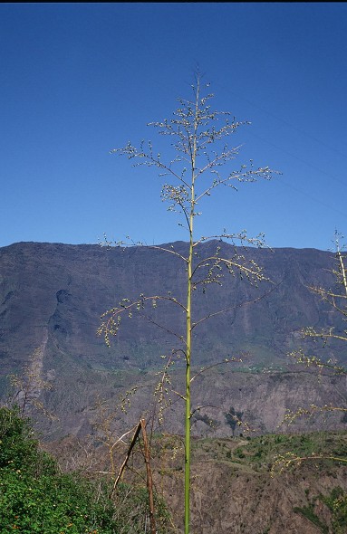 LaReunion_052