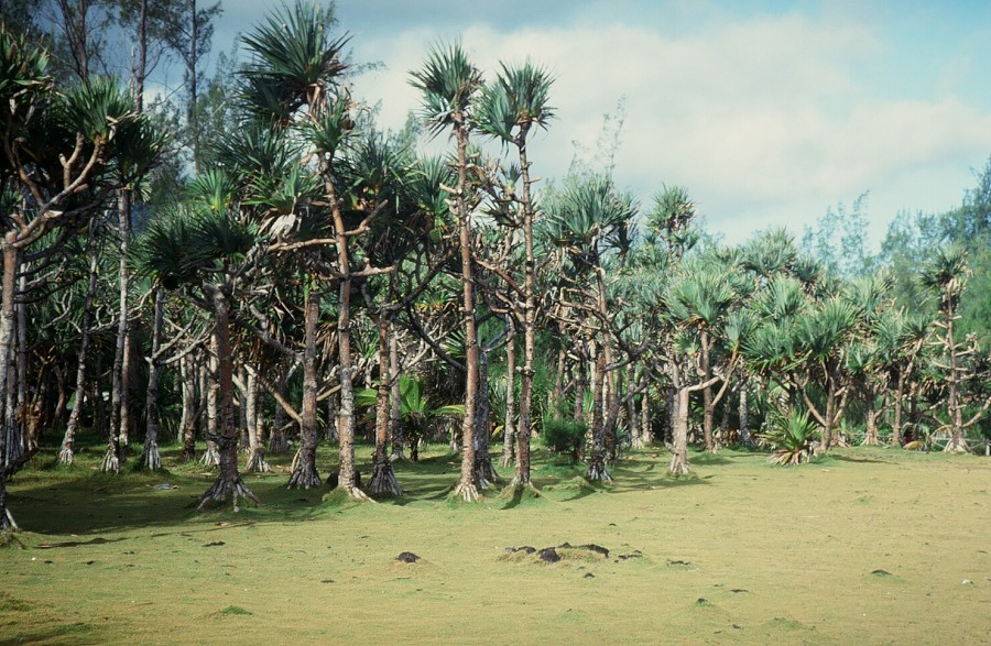 LaReunion_096