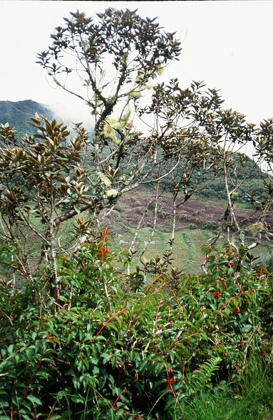 LaReunion_112
